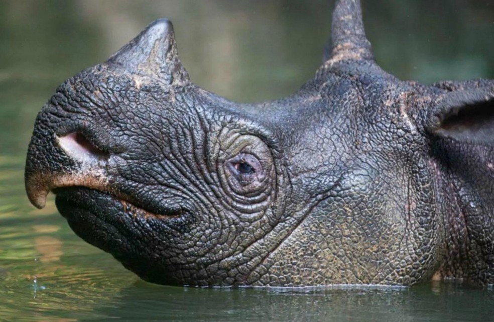 Rinoceronte de Java – Rhinoceros sondaicus  — Foto: International Rhino Foundation/ Divulgação