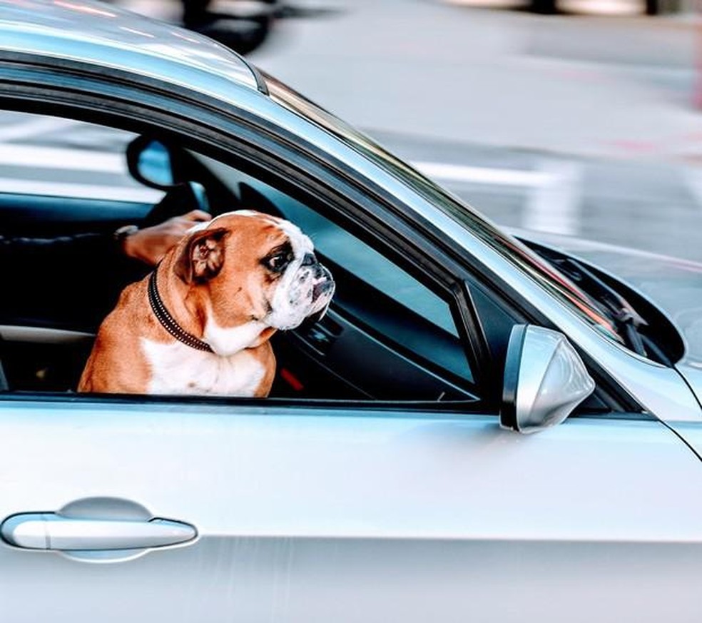 Evitar que o cachorro coloque a cabeça para fora do carro é uma das maneiras de prevenir um traumatismo ocular — Foto: ( Pixabay/ StockSnap/ CreativeCommons)