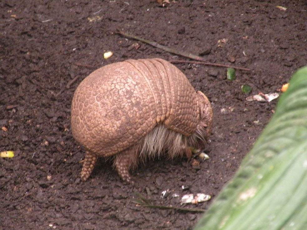 Tatu-bola da Caatinga – Tolypeutes tricinctus — Foto: Chatsam/ Wikimedia Commons/ Creative Commons