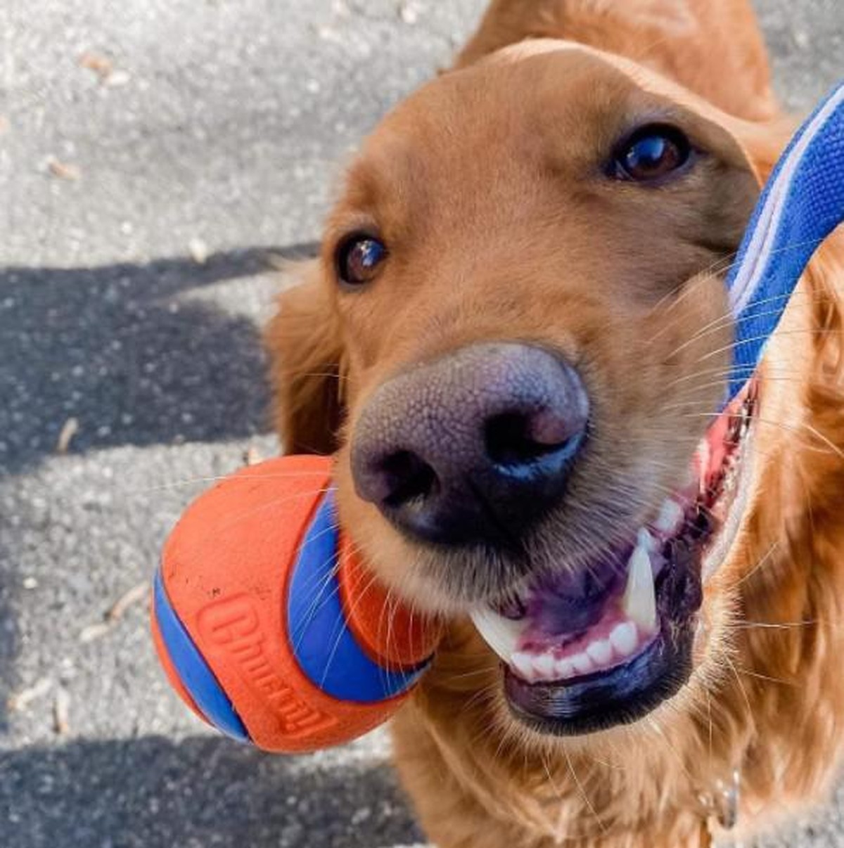 10 novidades da Global Pet Expo 2022 que você precisa conhecer