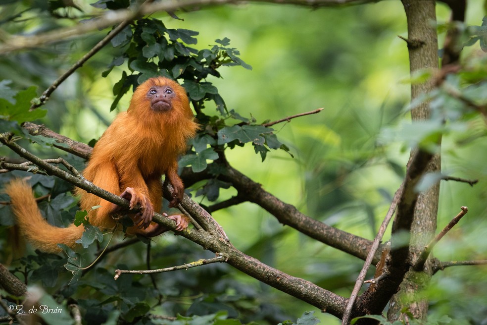 O mico-leão-dourado é um primata endêmico do Brasil listado como em perigo de extinção pela UICN e ICMBio — Foto: Flickr/ Zweer de Bruin/ Creative Commons