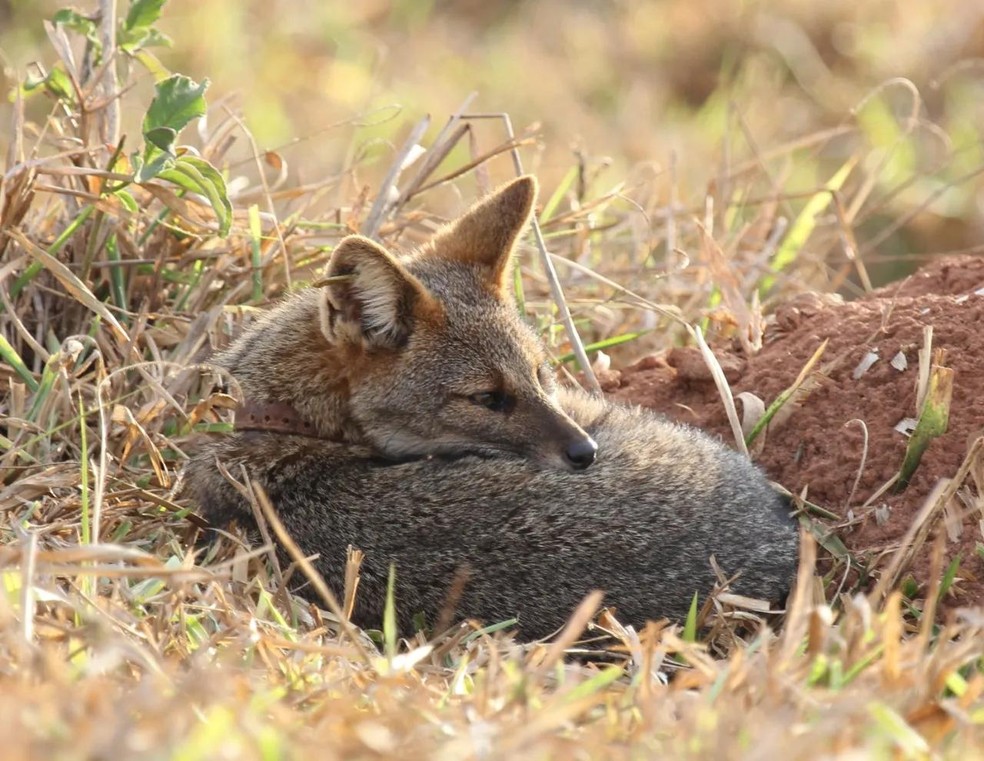 Um dos tipos de canídeos sul-americanos é o Lycalopex vetulus, ou raposa-do-campo — Foto: ( Frederico Gemésio Lemos/ Arquivo pessoal)