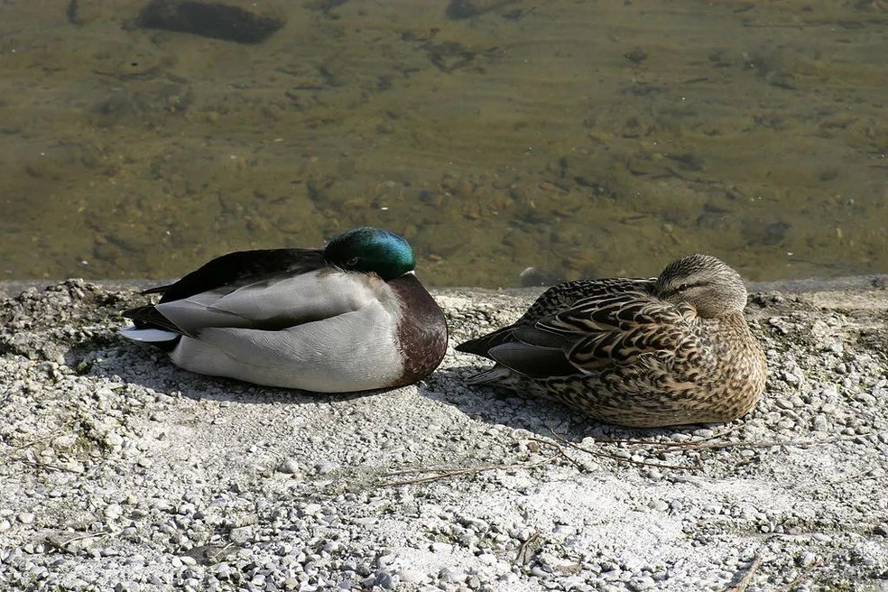 Porque os patos não dormem?