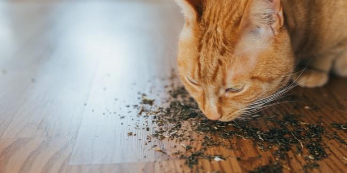 Catnip: o que você precisa saber antes de oferecer a erva ao seu gato