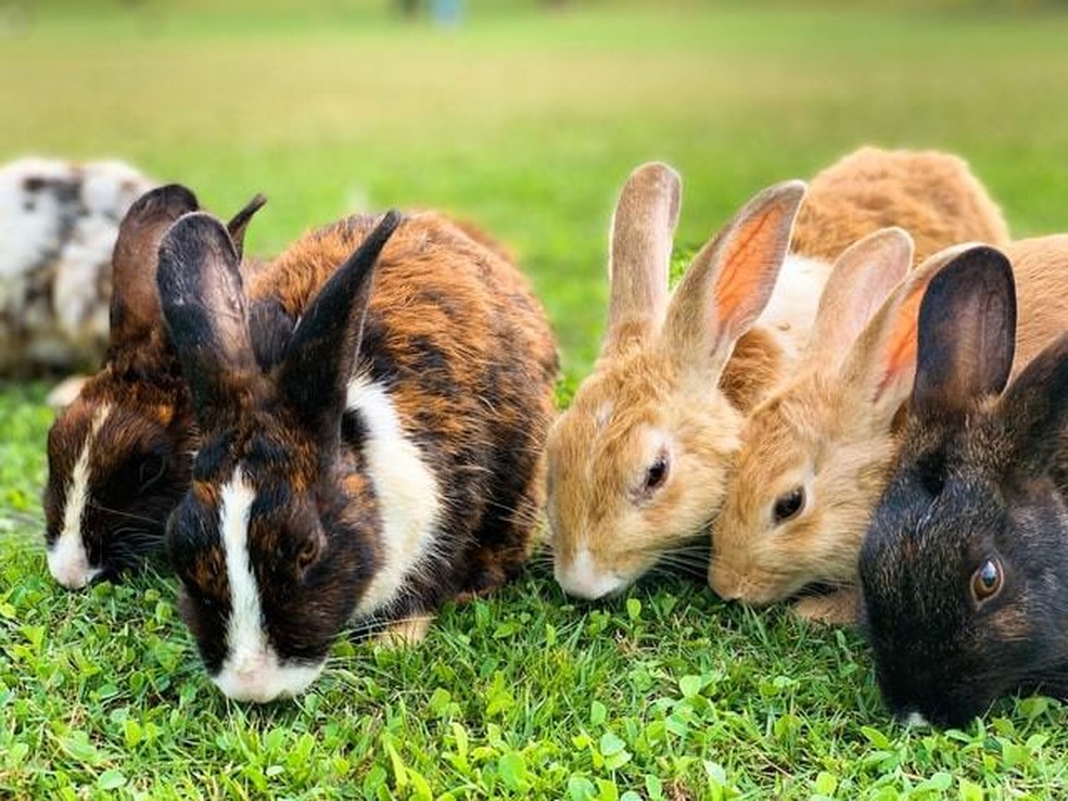 A gestação dos coelhos dura cerca de um mês e as ninhadas costumam ser grandes — Foto: ( Unsplash/ Aswathy N/ CreativeCommons)