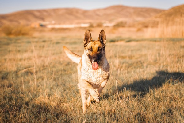 Novo estudo revela: Pastor Belga Malinois é a raça de cão mais