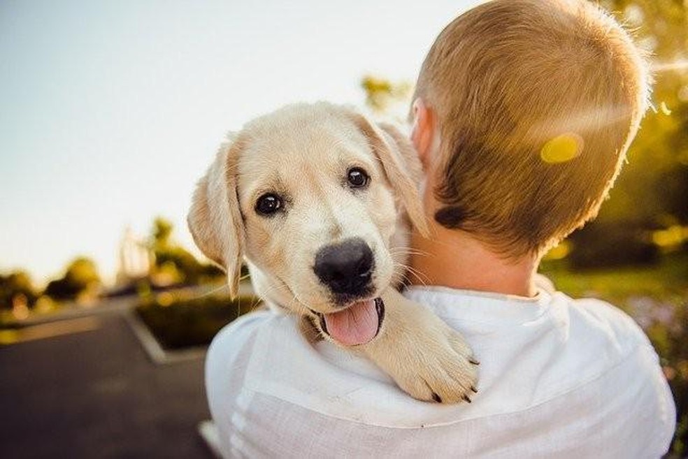 Confira os motivos pelos quais os cachorros são considerados os melhores amigos dos seres humanos — Foto: ( Helena Sushitskaya/ Pixabay/ CreativeCommons)