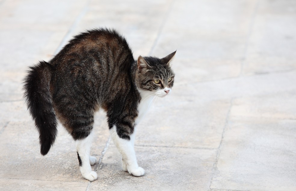 A pegadinha de assustar os gatos com pepino pode gerar traumas e estresse nos felinos  — Foto: Canva/ CreativeCommons 