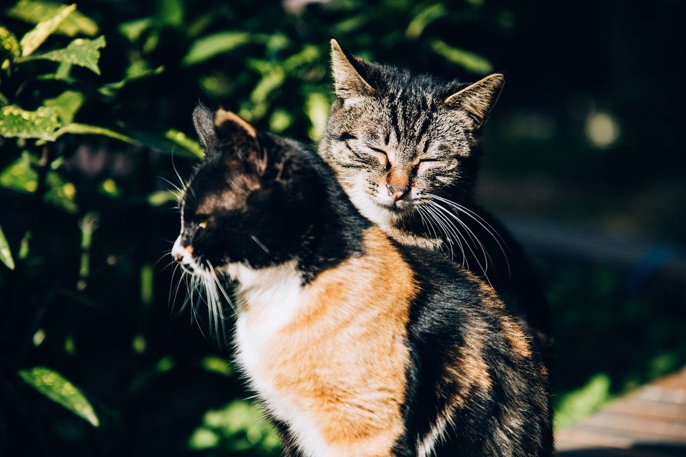 Ventilação e sombras são fatores importantes para refrescar os gatos e deixá-los menos estressados no verão — Foto: Pexels/ Shuxuan Cao/ CreativeCommons