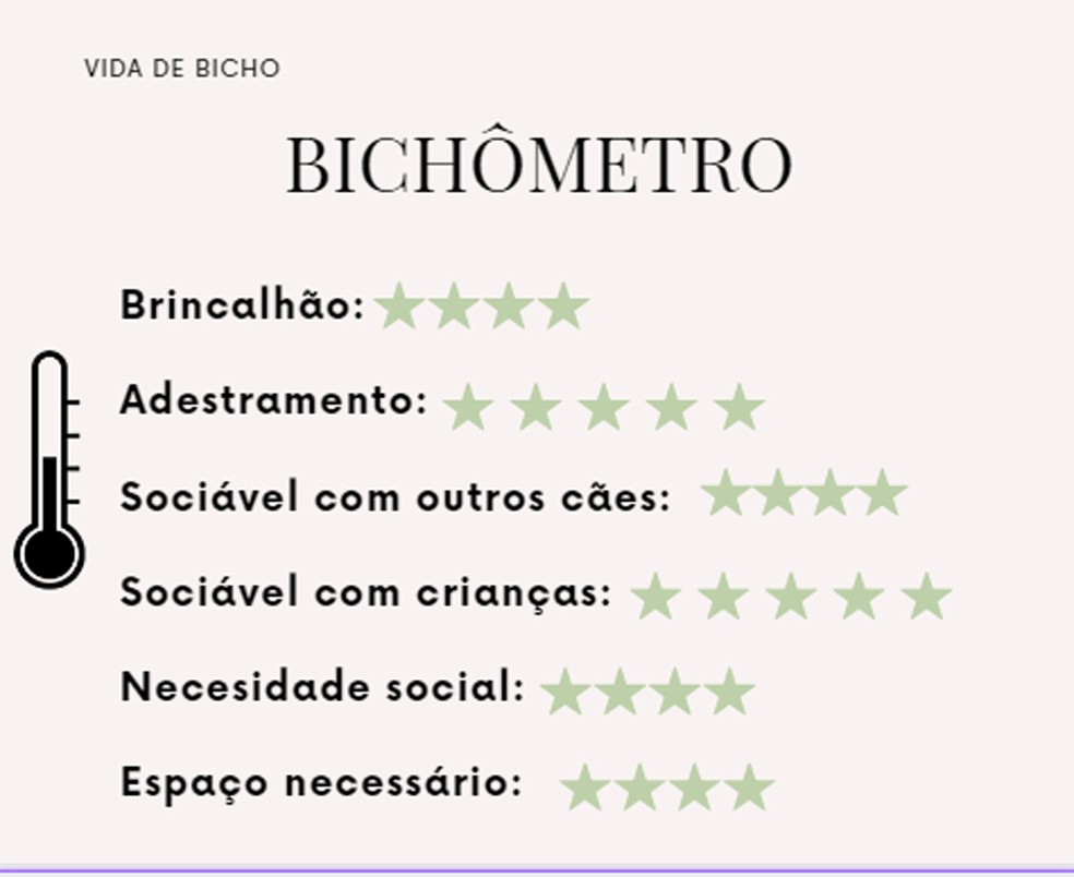 Confira o "bichômetro", um resumo da raça schnauzer — Foto: Montagem Vida de Bicho/ Divulgação