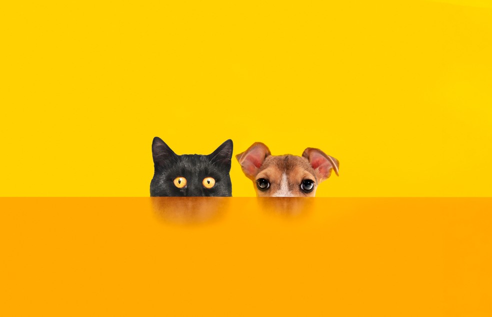 Cães e Gatos – Mistério…