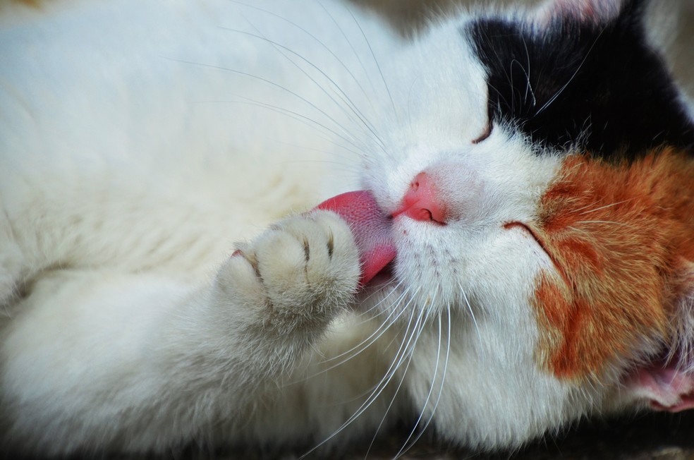 Dentre os motivos que levam os gatos a ter caspa estão uma dieta deficiente, o aparecimento de fungos ou bactérias e a dificuldade do animal em fazer a própria higiene — Foto: Pixabay/ Erika Varga/ CreativeCommons