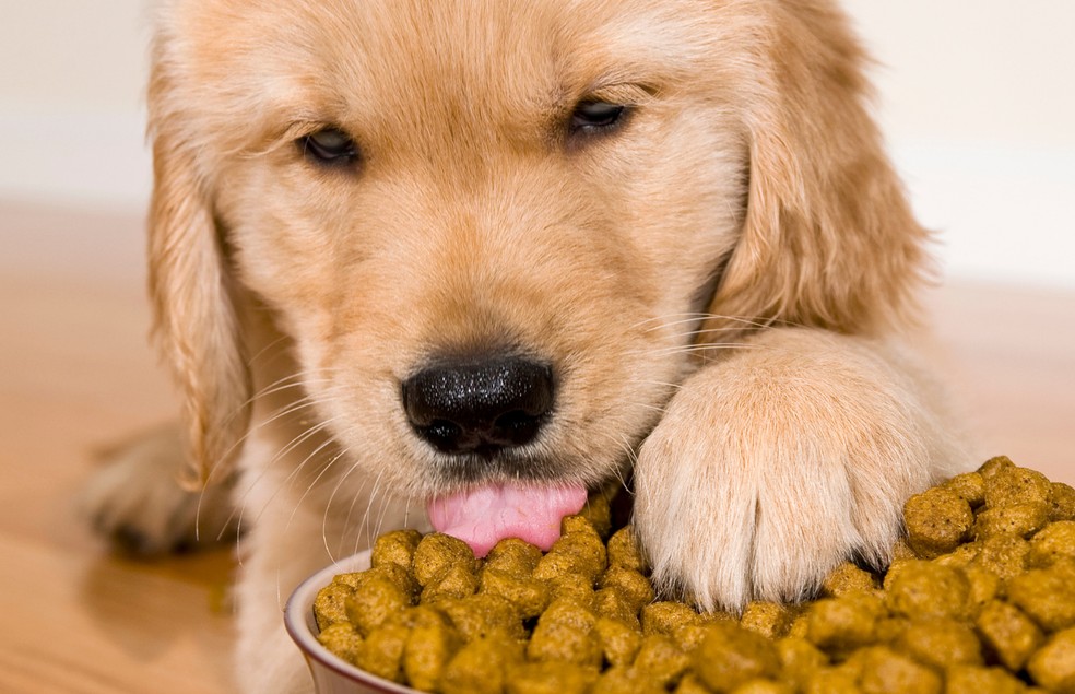 A ração não é uma vilã na alimentação dos cães, é preciso escolher uma que tenha os nutrientes necessários  — Foto: Canva/ CreativeCommons