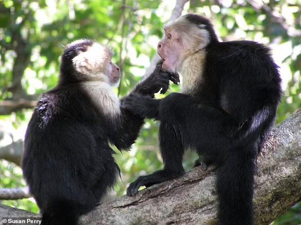 Macaco-prego-de-cara-branca Fotografia, Fotos