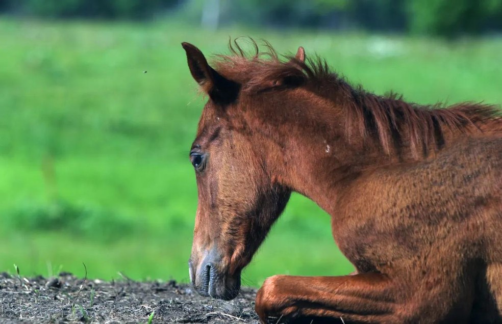 Os cavalos conseguem deitar, mas isso pode indicar problemas — Foto: Canva/ CreativeCommons