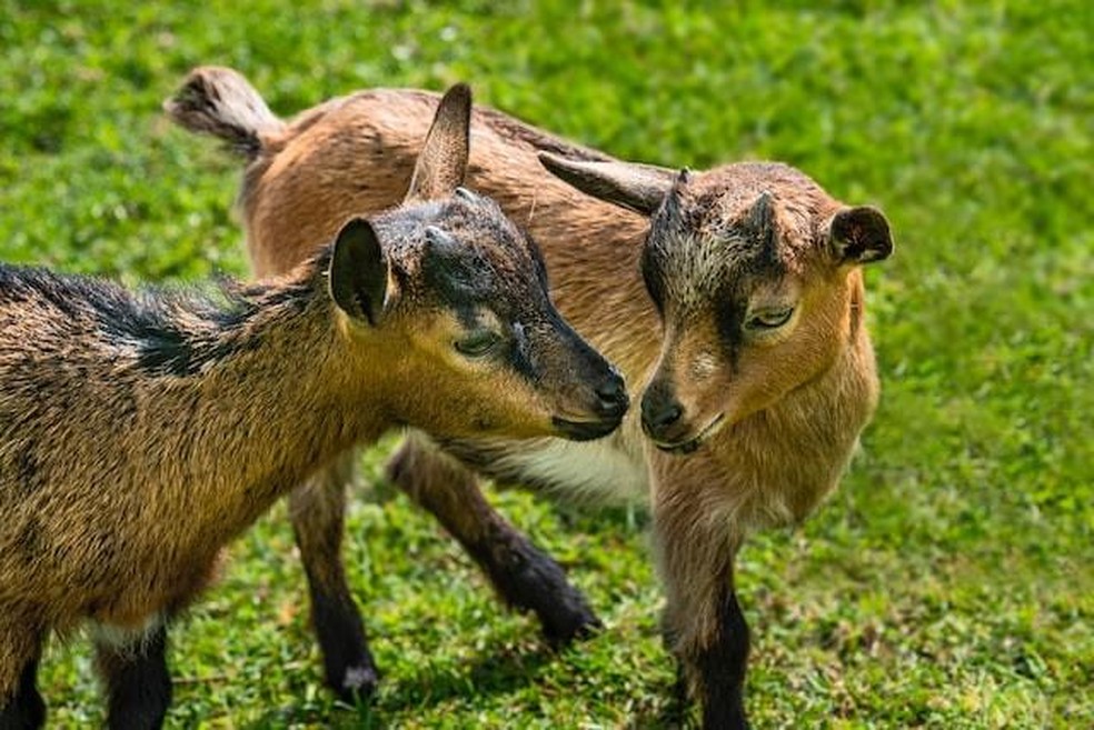 10 vídeos fofos de filhotes de cabras para se encantar — Foto: ( Lucas van Oort/ Unsplash/ CreativeCommons)