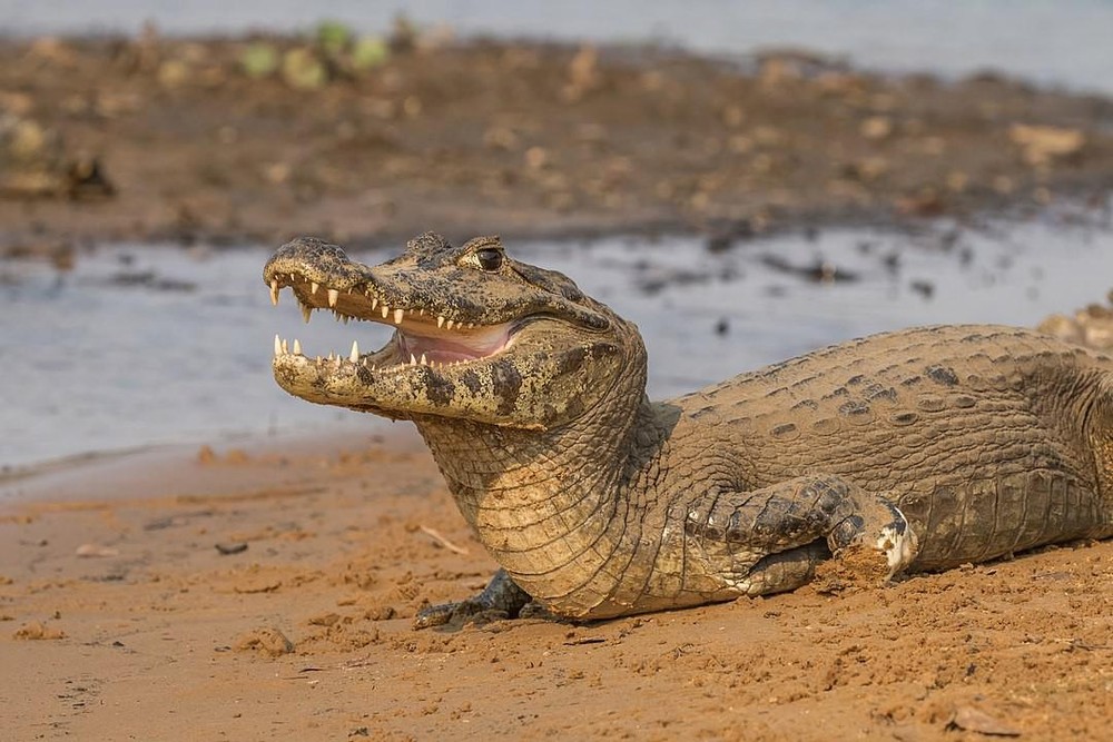 10 animais típicos do Pantanal que você precisa conhecer ...