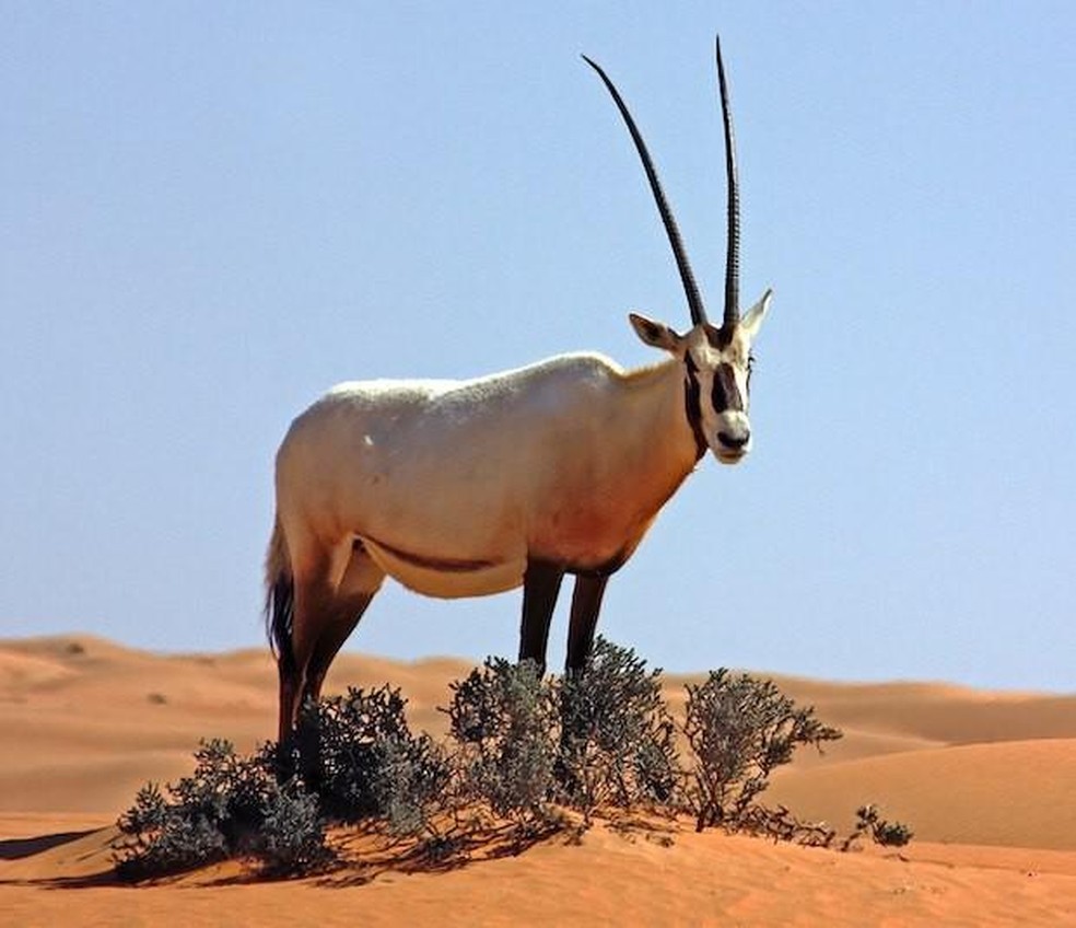 Órix-da-arábia – Oryx leucoryx  — Foto: ( Charles J. Sharp/ Wikimedia Commons/ CreativeCommons)