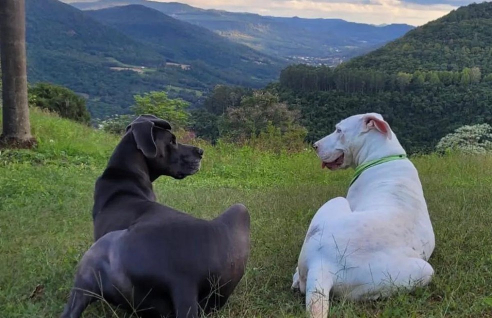 Cachorro gigante dá show de sensibilidade ao cuidar de 'irmã' surda, Comportamento