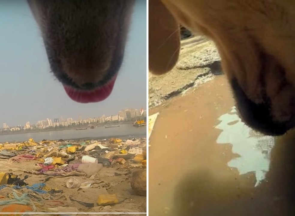 Vídeo mostra realidade dura de um cão vira-lata — Foto: YouTube/ World for All/ Reprodução 