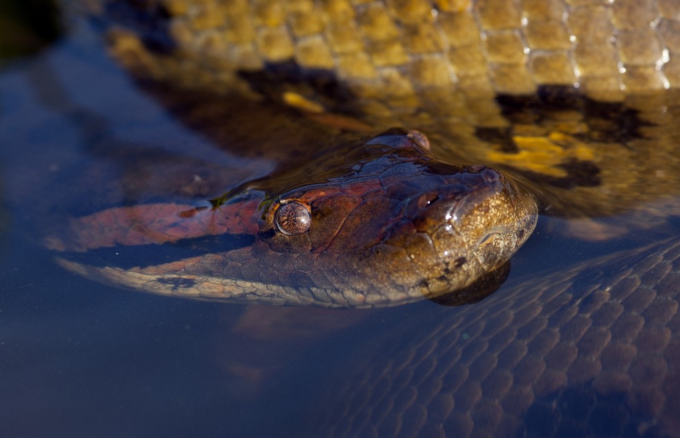 As anacondas raramente comem pessoas, esse não é um comportamento comum como é mostrado nos filmes — Foto: Canva/ CreativeCommons