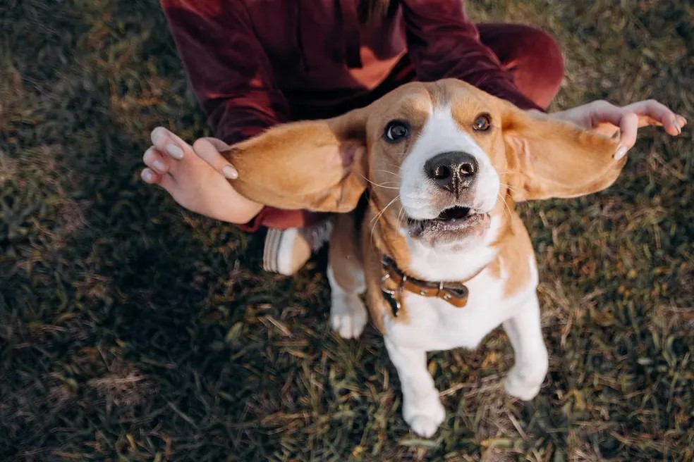 As suas orelhas dos beagles são compridas por um motivo especial. Veja o porquê! — Foto: Вадим Биць/ Pexels/ CreativeCommons