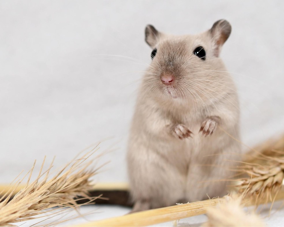 Conheça mais sobre o gerbil, um pequeno roedor — Foto: Canva/ CreativeCommons