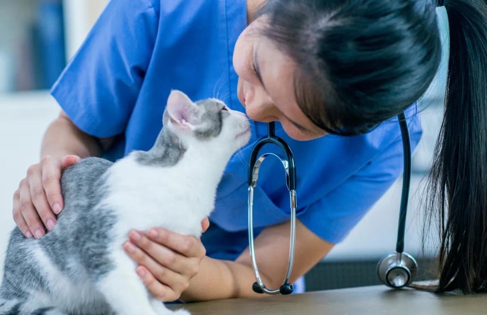 Os gatos costumam ter mais dificuldade de sair de casa, por isso, o atendimento veterinário a domicílio pode ser uma boa opção — Foto: Canva/ CreativeCommons