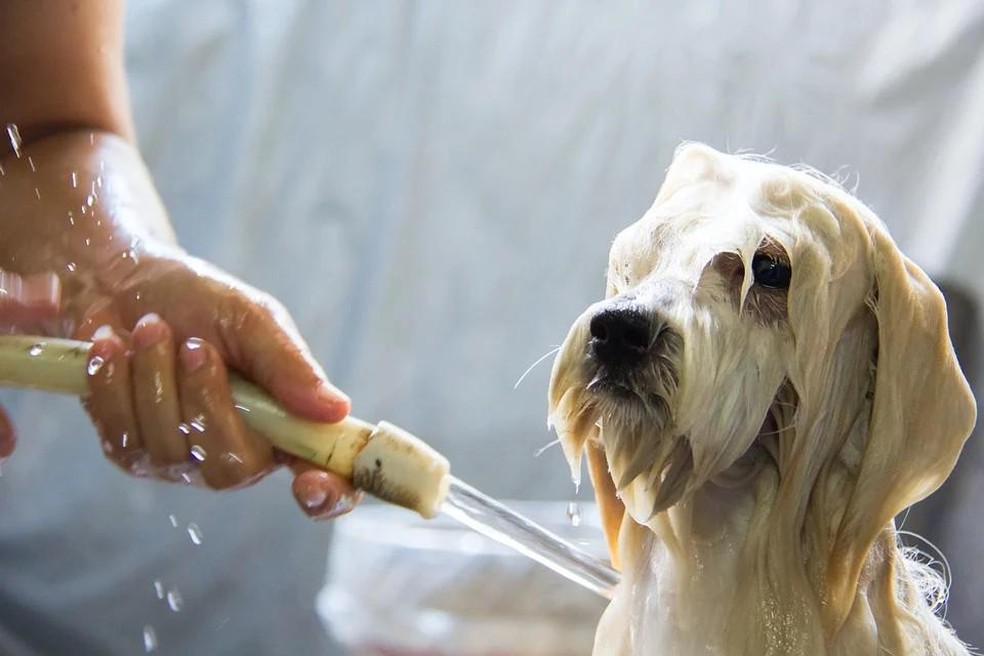 Enxaguar bem os pelos do cachorro após lavar com xampu e condicionador é importante para prevenir problemas de pele — Foto: ( Pixabay/ kengkreingkrai/ CreativeCommons)