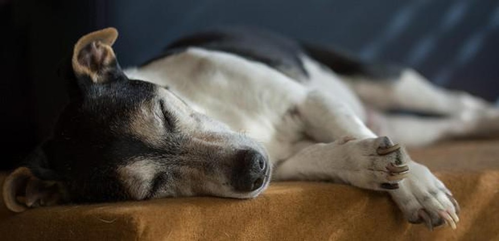 Cachorros podem dormir mais quando mais velhos — Foto: ( Pixabay/ Gabriela Neumeier/ CreativeCommons)
