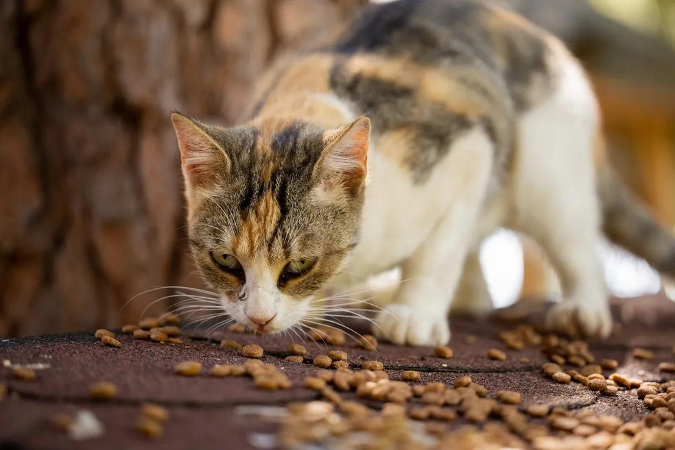 Os felinos comem muito mais pelo olfato que pelo paladar — Foto: ( pexels/engin-akyurt/CreativeCommons)