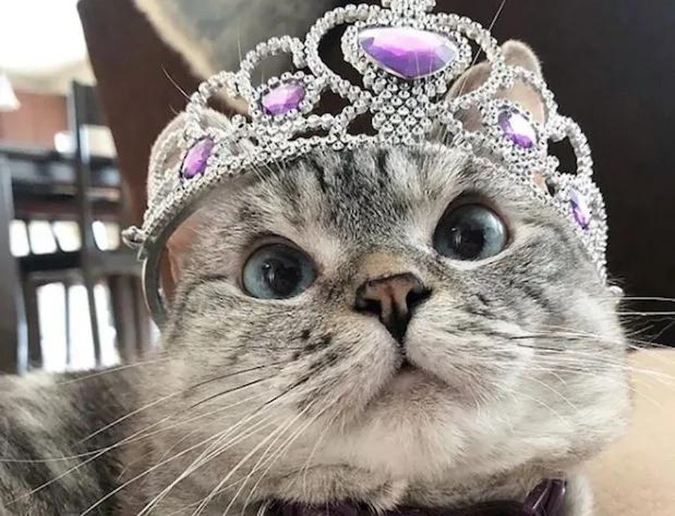 A gata Nala utilizando uma coroa de joias — Foto: ( Instagram/ @nala_cat/ Reprodução)