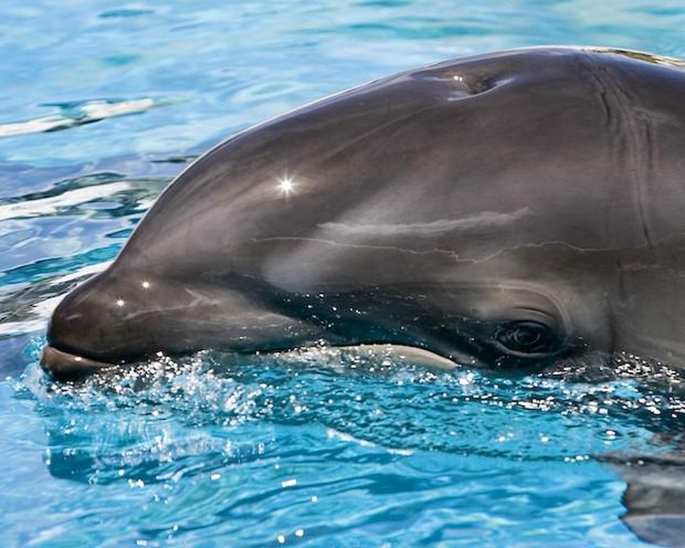 O golfinho-nariz-de-garrafa fêmea e uma falsa orca macho podem dar a luz a um forquinho, um cetáceo cinza escuro — Foto: ( Mark Interrante/ Wikimedia Commons/ CreativeCommons)