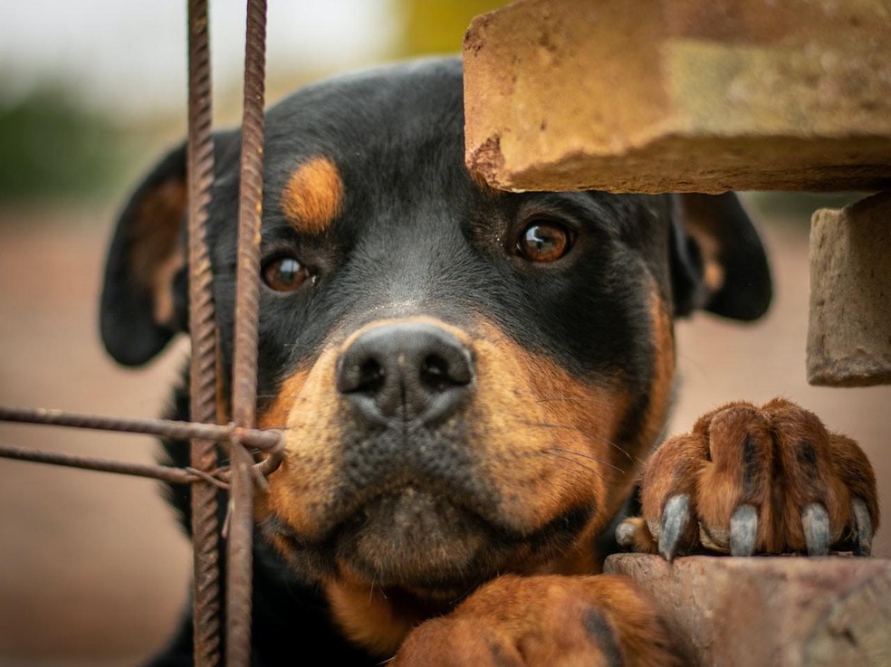 Rottweiler Gigante Profil Von Black Rott Imperia Kennel