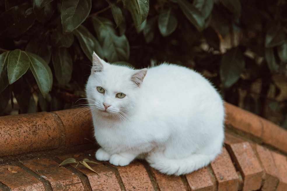 Os tutores de gatos de pelagem branca precisam tomar cuidado com a quantidade de exposição do felino ao sol — Foto: ( Pexels/ ROMAN ODINTSOV/ CreativeCommons)