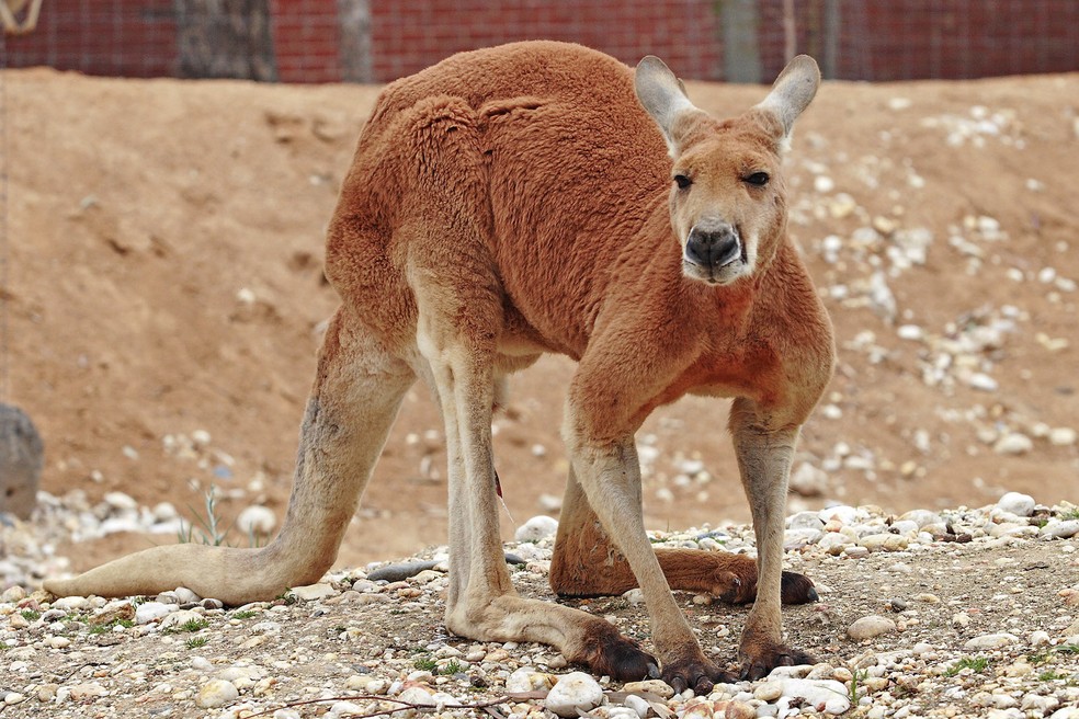 Canguru-vermelho – Osphranter rufus — Foto: fir0002/ Wikimedia Commons/ Creative Commons