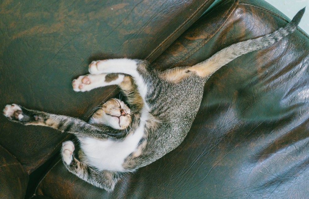 Os gatos são extremamente flexíveis e, por isso, costumam dormir em posições estranhas — Foto: Canva/ Creative Commoms