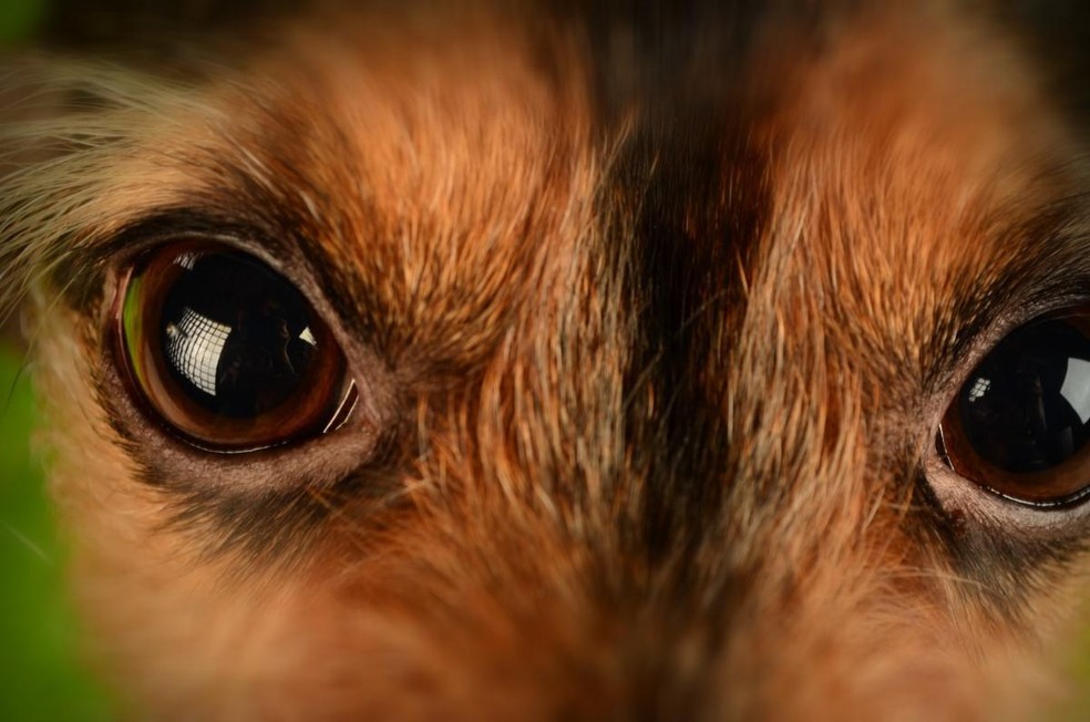Os cães desenvolveram muito bem a visão noturna, devido ao comportamento de caça — Foto: ( Pexels/ Tina Papai/ CreativeCommons)