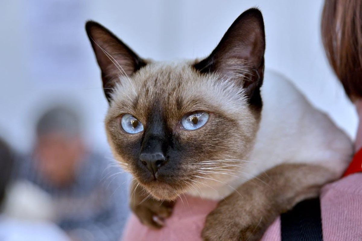 Gato Siamês A Raça Que é Conhecida Pelo Apego Ao Tutor Raças Vida