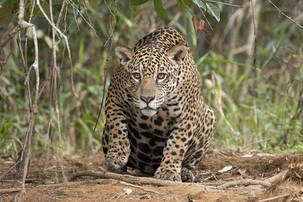 Muitos animais da fauna brasileira, como a onça-pintada, sofrem com a caça e o tráfico de animais — Foto: Wikimedia Commons/ Charles J. Sharp/ Wikipedia