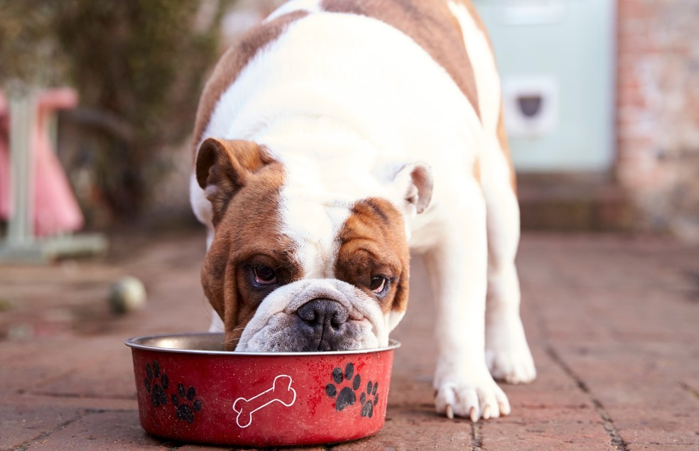 Os pets não devem ter acesso ao lixo ou a restos de comida gordurosa, pois isso coloca a saúde deles em risco — Foto: Canva/ Creative Commons