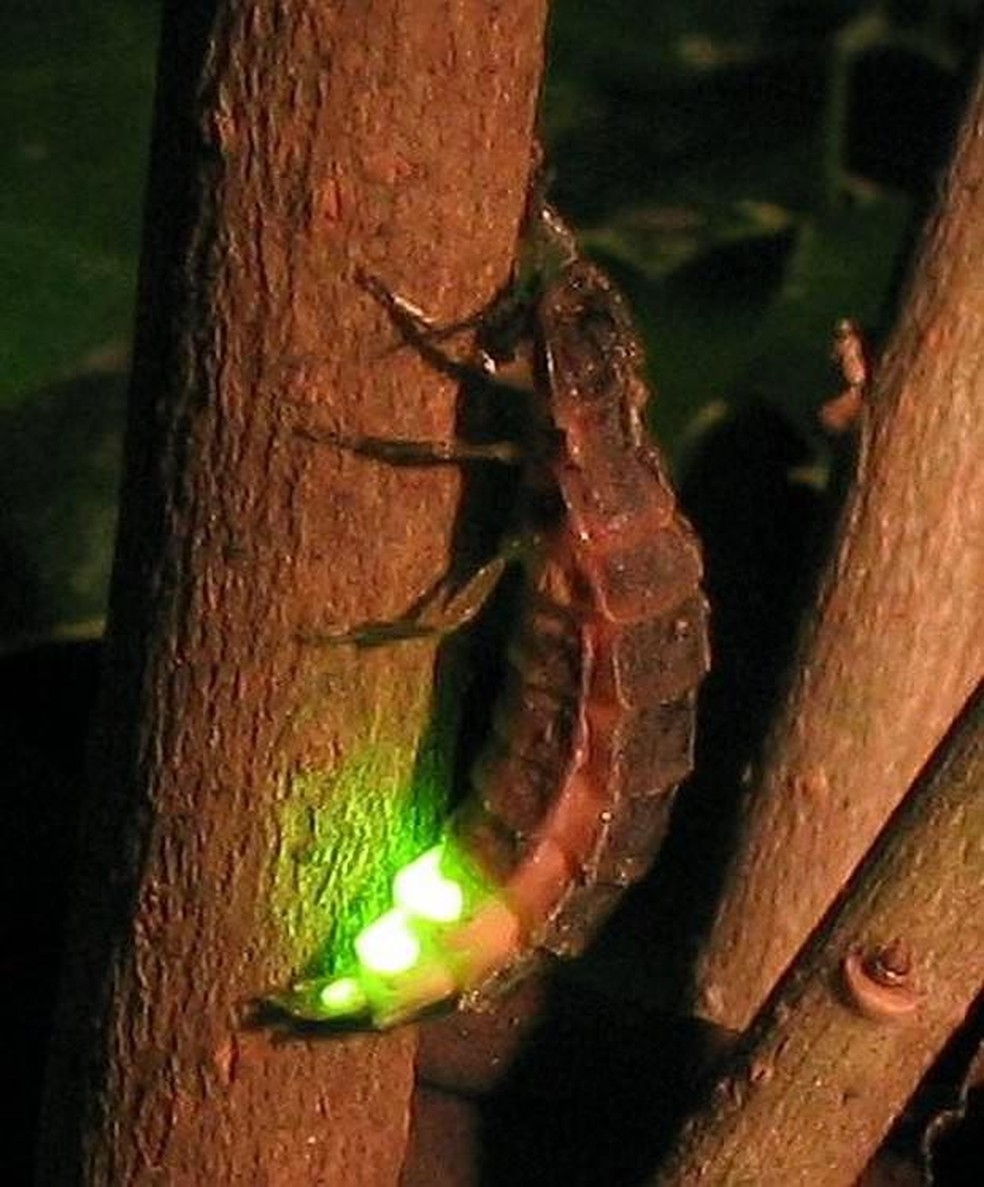 Lampyridae — Foto: ( Wofl/ Wikimedia Commons/ CreativeCommons)