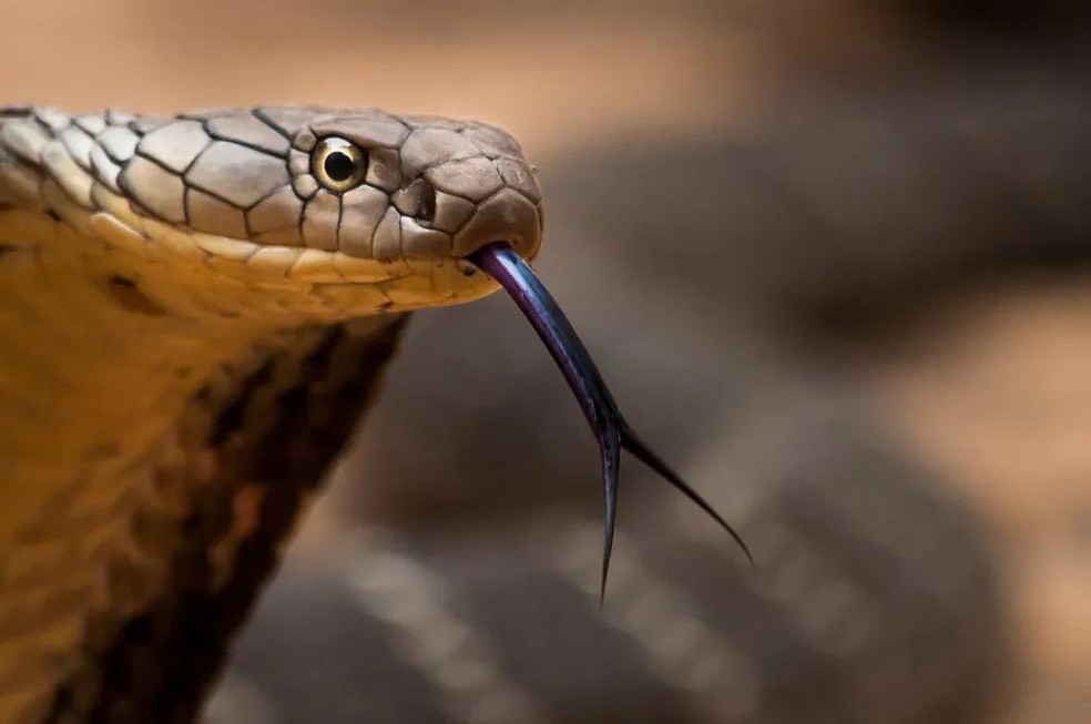 Cobras-reais são venenosas e podem matar 20 humanos com uma única picada — Foto: ( Flickr/ Benjamin Michael Marshall/ CreativeCommons)