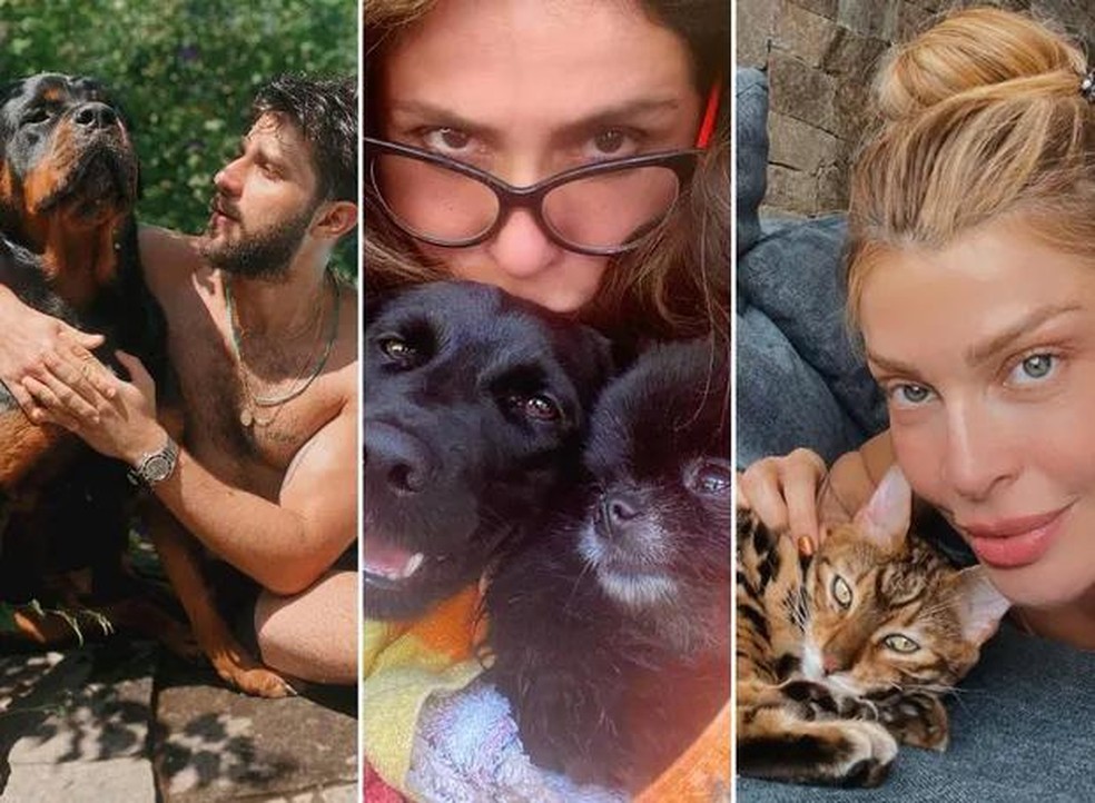 Chay Suede, Giovanna Antonelli e Grazi Massafera com seus pets — Foto: ( Instagram/@chay @giovannaantonelli @massafera/Reprodução)