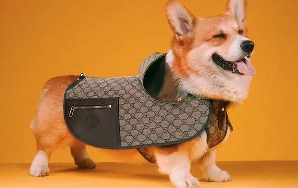 GUCCI DOG 3点セット Gucci lança coleção de luxo para pets com comedouros, casacos e