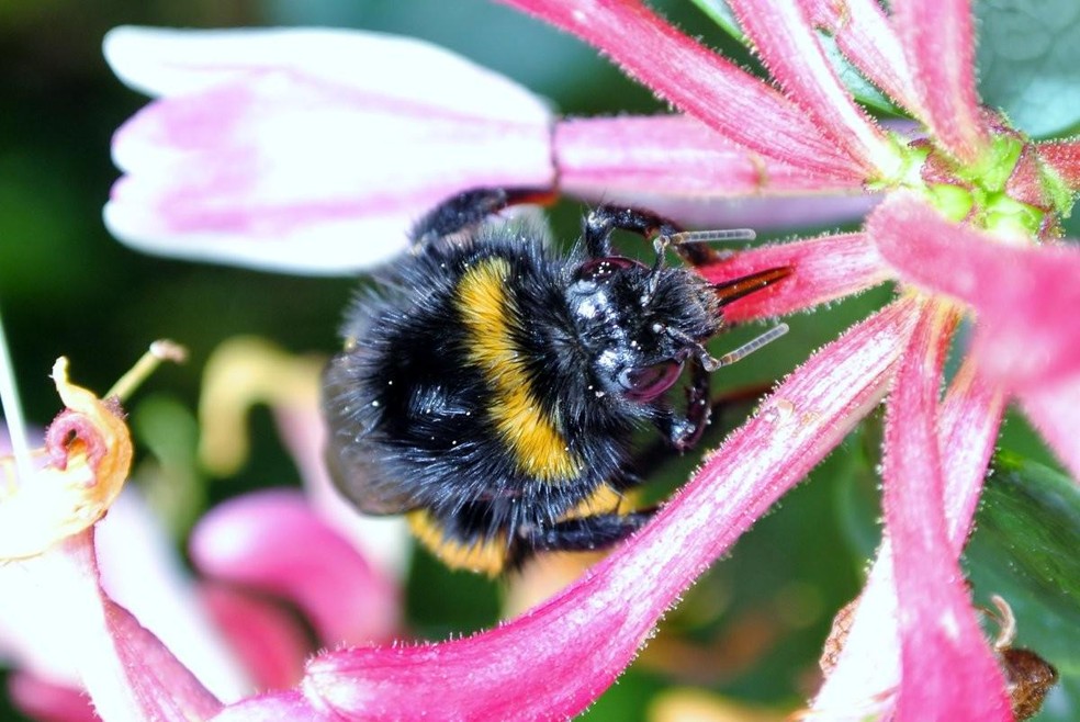 Mudanças climáticas e de temperatura são fatores decisivos quando se trata de alteração na composição de populações de abelhas mamangabas — Foto: ( Wikipedia/ Pahazzard/ Wikimedia Commons)