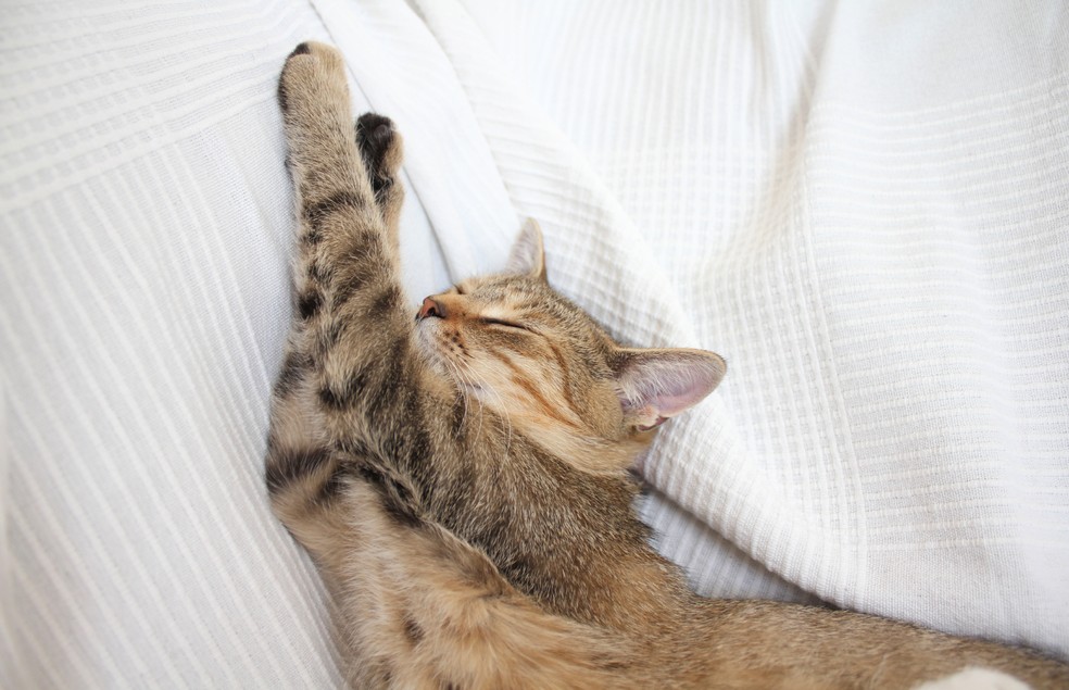 O Vida de Bicho selecionou opções de camas para gatos que garantem conforto para o animal e o estilo para a sua casa!  — Foto: Canva/ Creative Commoms