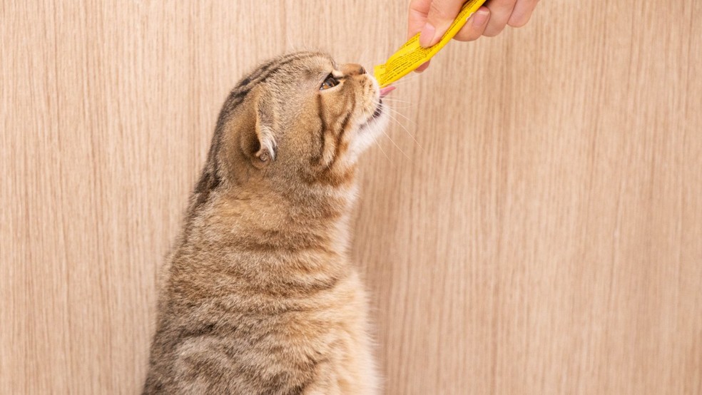 Alimentos úmidos são interessantes para gatos, que tendem a desenvolver problemas urinários e podem se beneficiar da ingestão hídrica indireta — Foto: Unsplash/ Đồng Phục Hải Triều/ Creative Commons