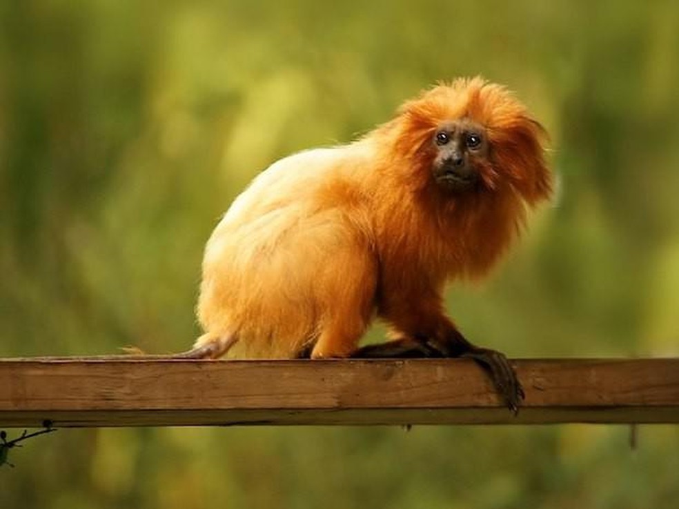 O mico-leão-dourado é um dos símbolos da Mata Atlântica e corre risco de extinção — Foto: ( Hans Hillewaert/ Wikimedia Commons/ CreativeCommons)