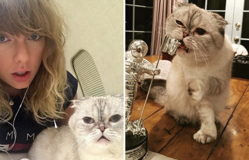 Taylor Swift é conhecida por ser apaixonada por felinos — Foto: Twitter/ @taylorswift/ Reprodução